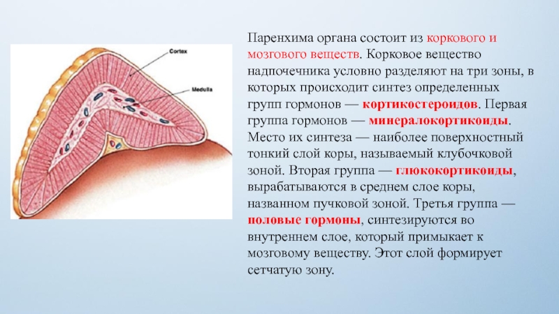 Общий план строения полых и паренхиматозных органов