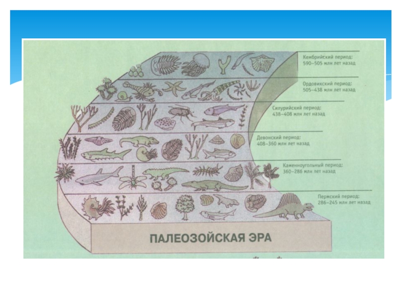 Презентация по биологии 9 класс этапы развития жизни на земле