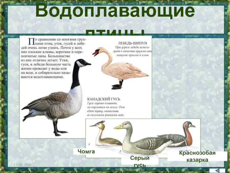 Водоплавающие птицы кировской области фото с названиями