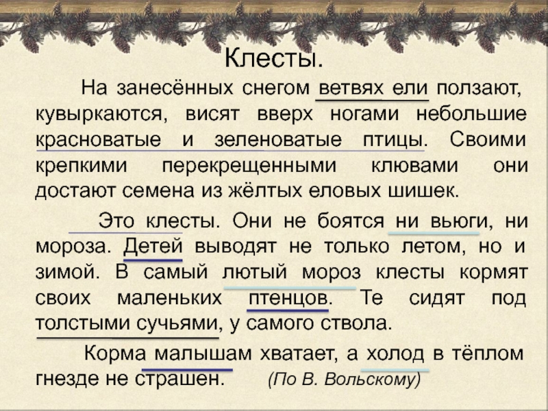 Они выводят. Изложение клесты. Клесты изложение 3 класс. Клесты на занесенных снегом ветвях. Изложение на ветвях ели.