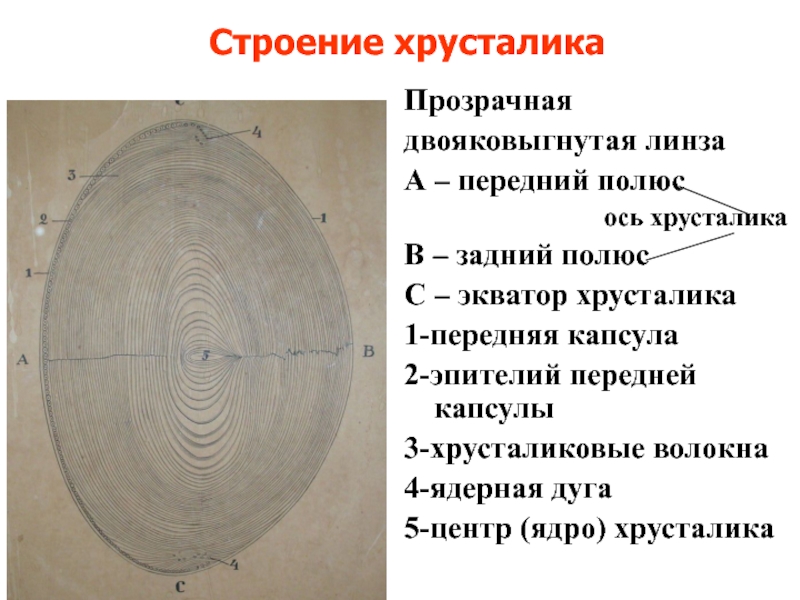 Функции хрусталика. Хрусталиковые волокна. Передний полюс хрусталика. Хрусталиковые волокна гистология. Задний полюс хрусталика.