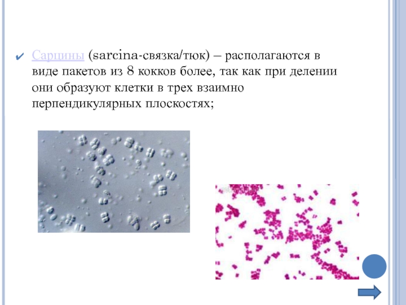 Кокковая инфекция