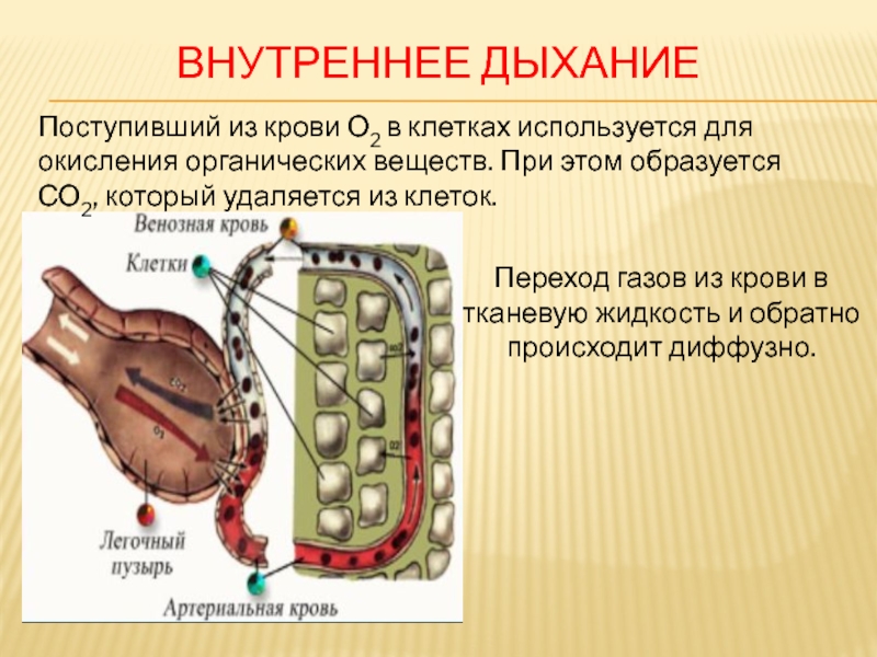 Признаки внутреннего дыхания