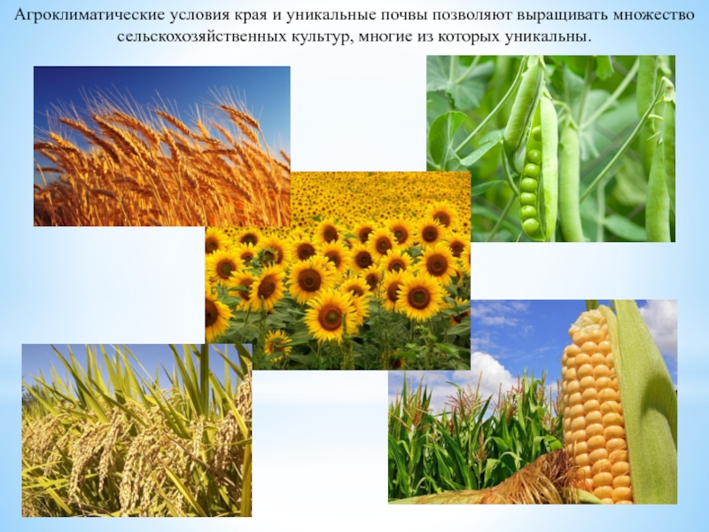 Агроклиматические условия ставропольского края