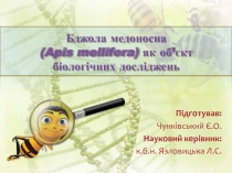 Бджола медоносна ( Apis mellifera ) як об ’ єкт біологічних досліджень