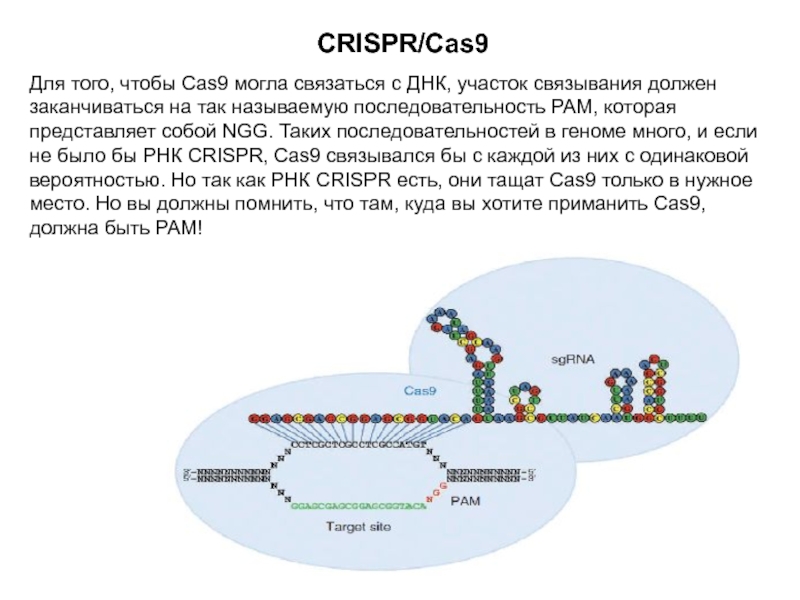 Crispr cas9 технология презентация