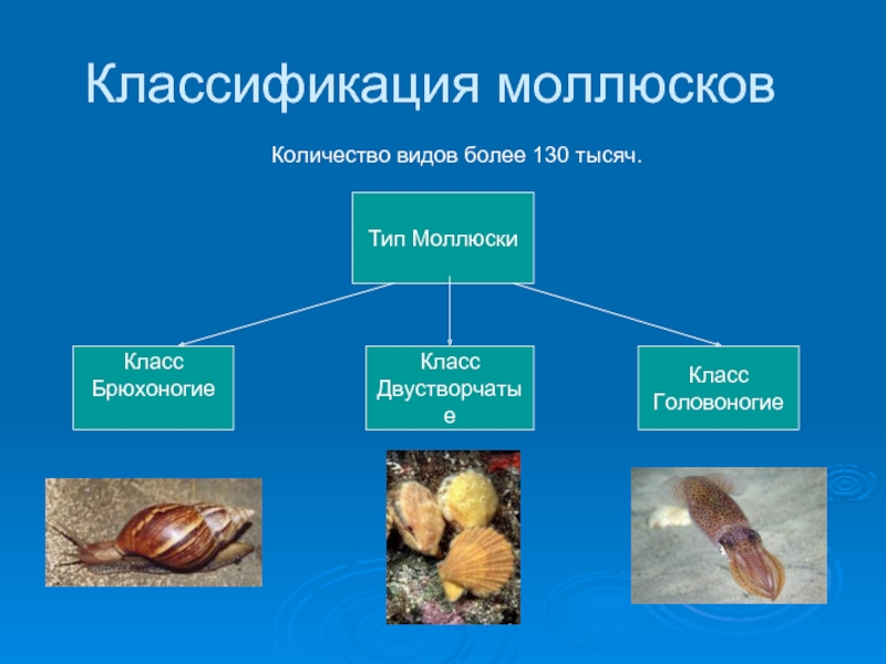 Тесты ракообразные 7 класс