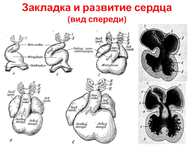 Развитие сердца презентация