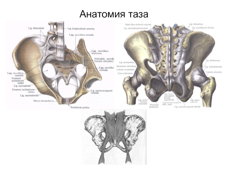 Анатомия таза презентация