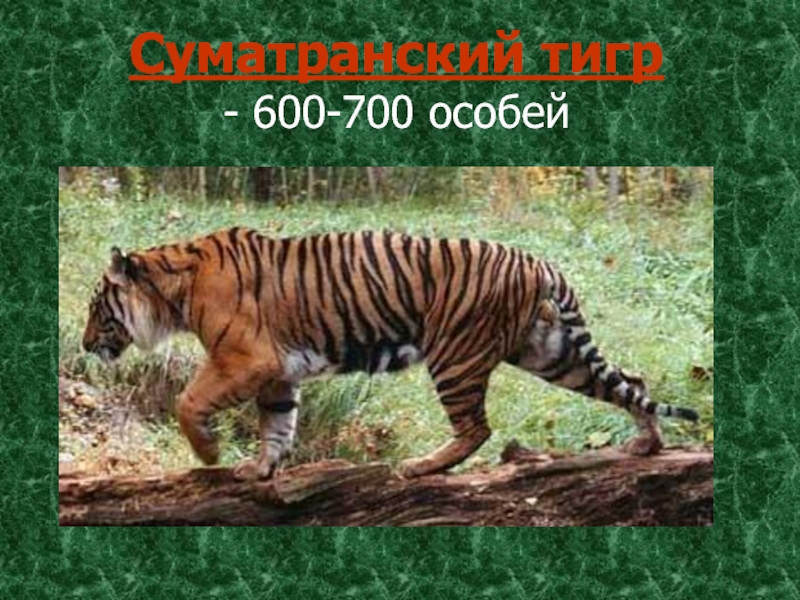 Суматранский тигр  - 600-700 особей