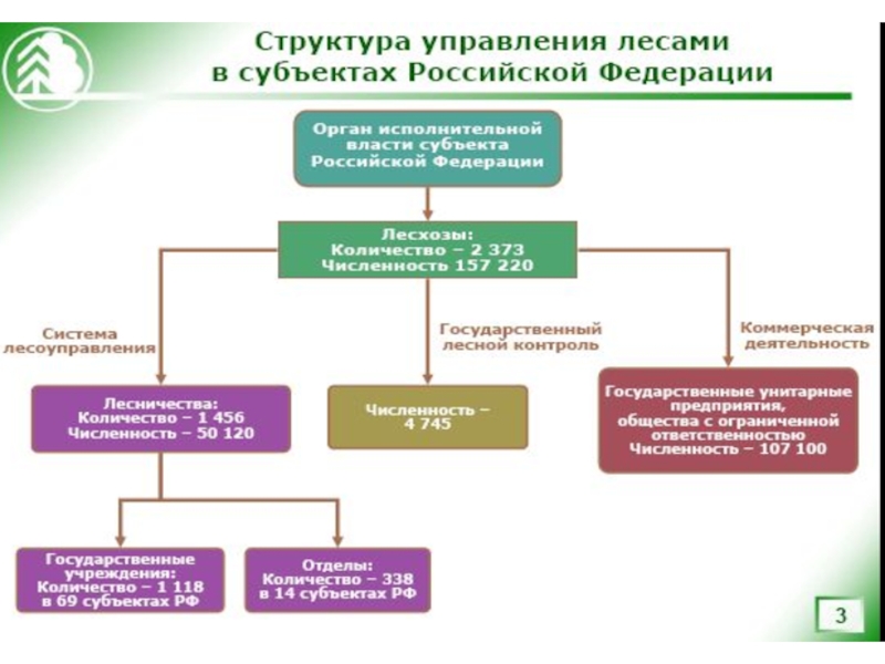 Система государственного управления лесами. Структура государственного управления лесами.