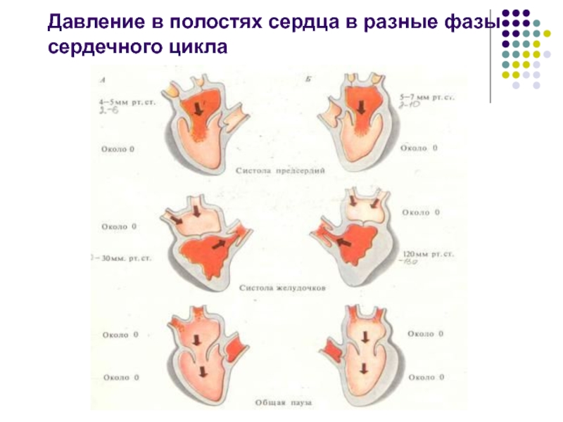 Давление в полостях сердца. Сердечный цикл давление в полостях сердца. Изменение давления в полостях сердца в различные фазы кардиоцикла. Давление в полостях сердца в разные фазы сердечного цикла.