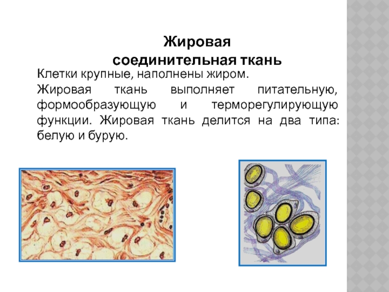 Жировая ткань рисунок с подписями