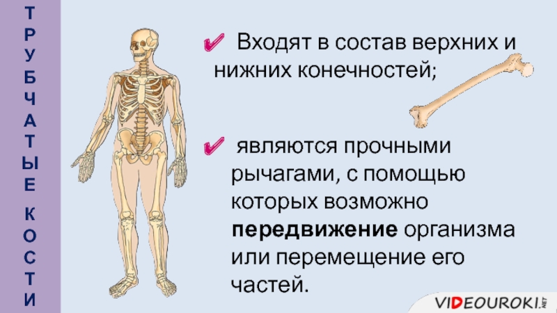 Презентация опорно двигательная система человека 8 класс