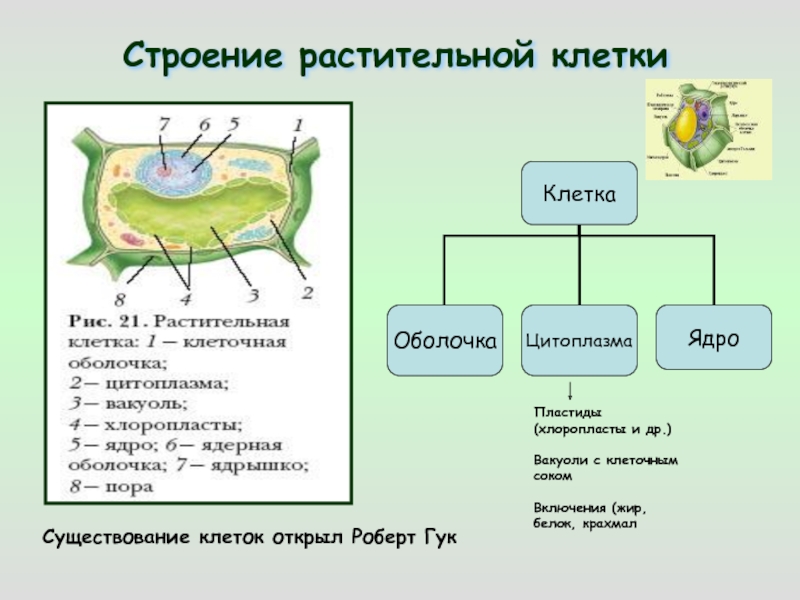 Строение клетки биология 9 класс пасечник презентация