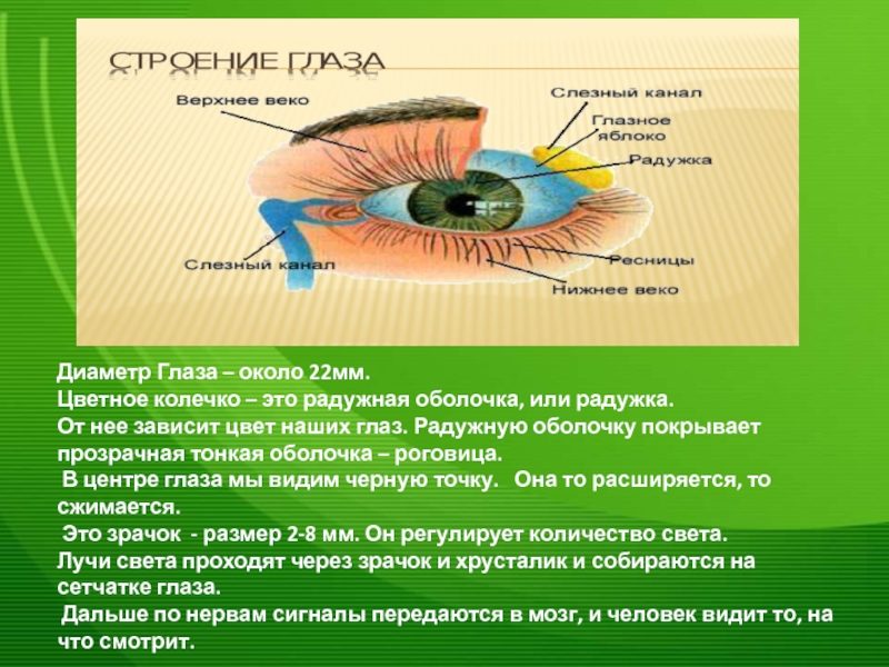 Радужка является частью оболочки глаза. Радужная оболочка строение. Диаметр Радужки глаза. Строение Радужки. Радужка строение и функции.