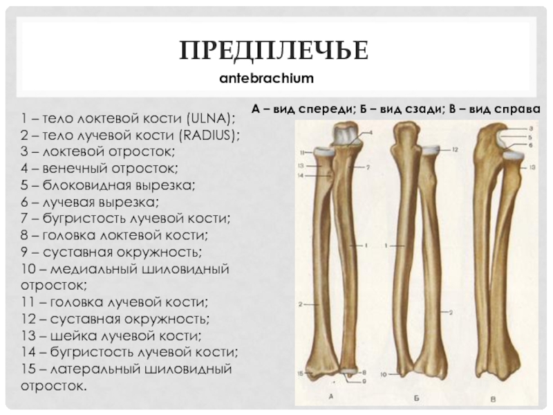 Предплечья фото анатомия кости у человека