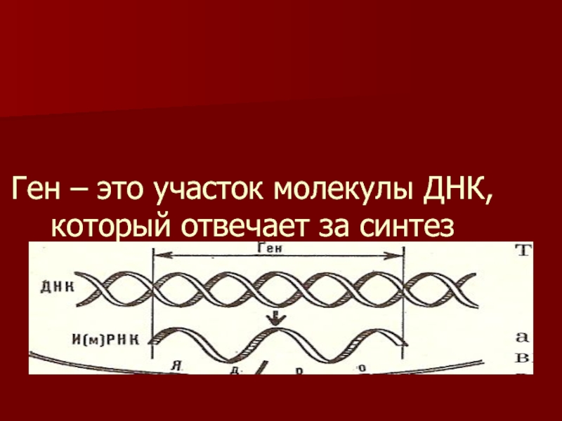 Участок молекулы днк содержащий