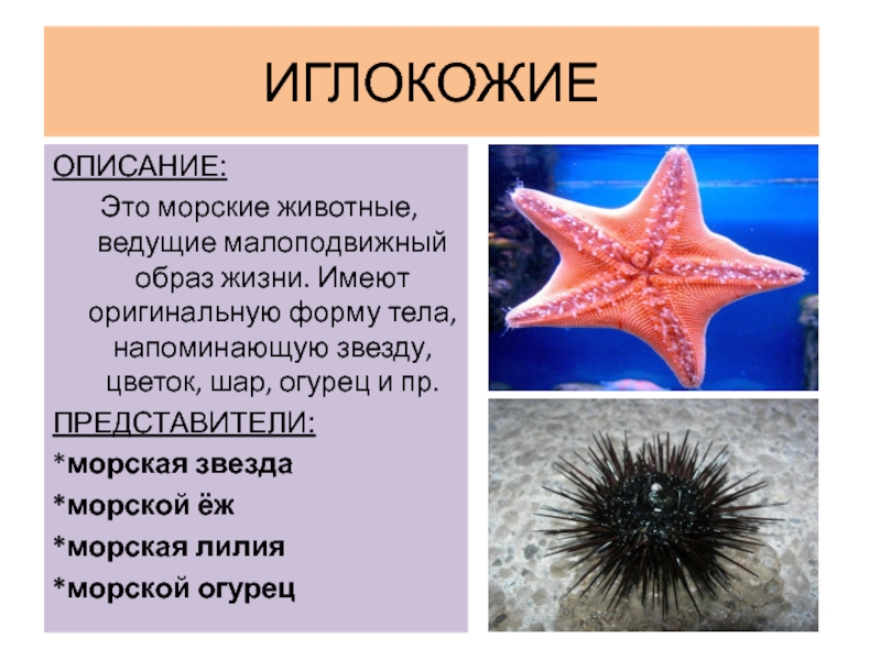 Характеристика морской звезды. Морские лилии иглокожие. Иглокожие морская Лилия. Иглокожие морские Ежи. Иглокожие представители 3 класс.