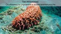 Тип Иглокожие.
Особенности строения и жизнедеятельности
