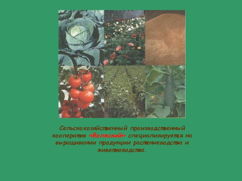 Сельскохозяйственный производственный кооператив «Волжский» специализируется на выращивании продукции растениеводства и животноводства.