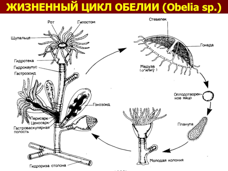 Презентация по биологии 8 класс жизненные циклы размножение