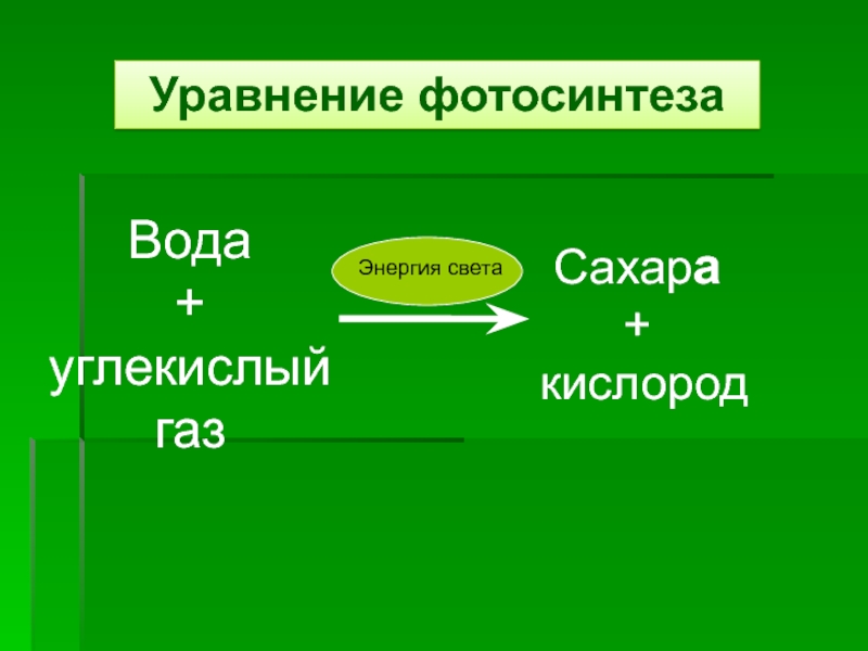 Фотосинтез урок презентация