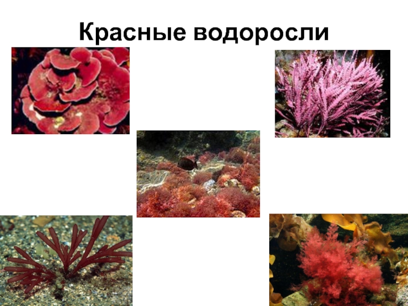 Обитание красных водорослей. Багрянки водоросли представители. Красные водоросли биология. Красные водоросли альгология. Альгология наука о водорослях.