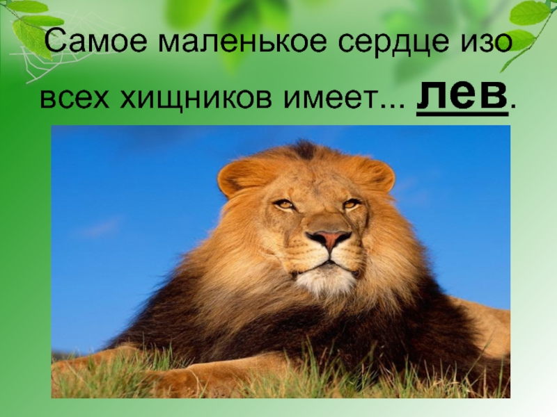 Самое маленькое сердце изо всех хищников имеет... лев.