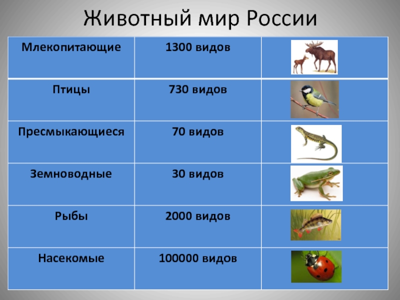 Рыбы амфибии рептилии таблица