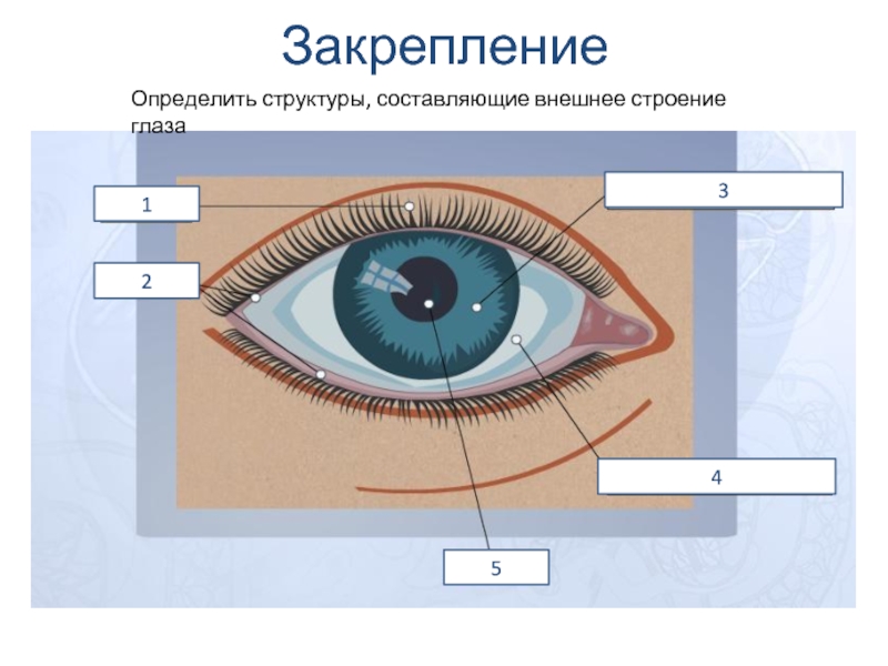 Закрепление12345Определить структуры, составляющие внешнее строение глаза