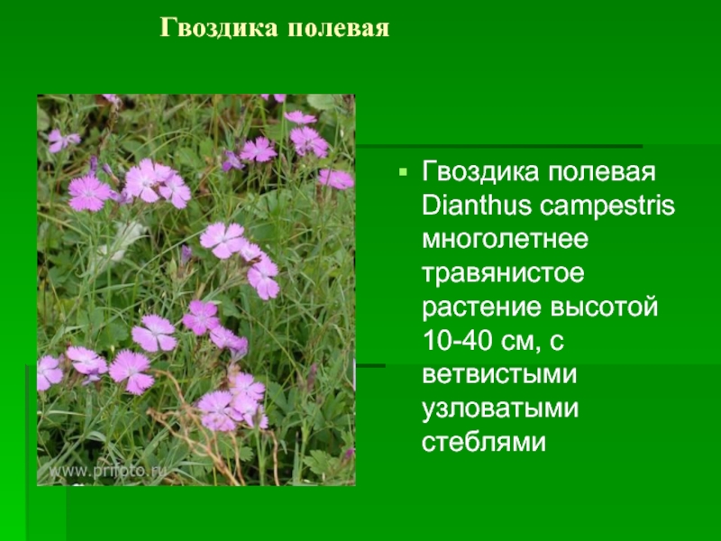 Гвоздика полевая    Гвоздика полевая Dianthus campestris многолетнее