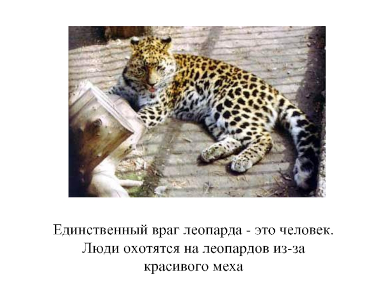 Единственный враг леопарда - это человек.Люди охотятся на леопардов из-за красивого меха