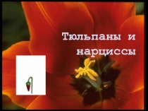 Тюльпаны и нарциссы
