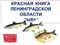 Красная книга Ленинградской области «Рыбы»