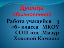 Душица обыкновенная