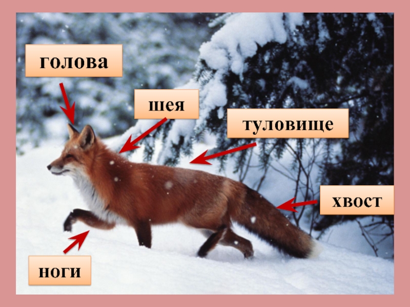 Части зверей. Части тела животного для детей. Части тела лисы. Строение дикого животного. Строение тела лисы.