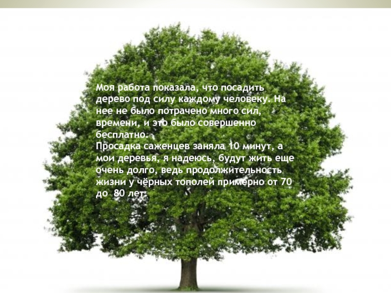 10Моя работа показала, что посадить дерево под силу каждому человеку. На нее не было потрачено много сил,