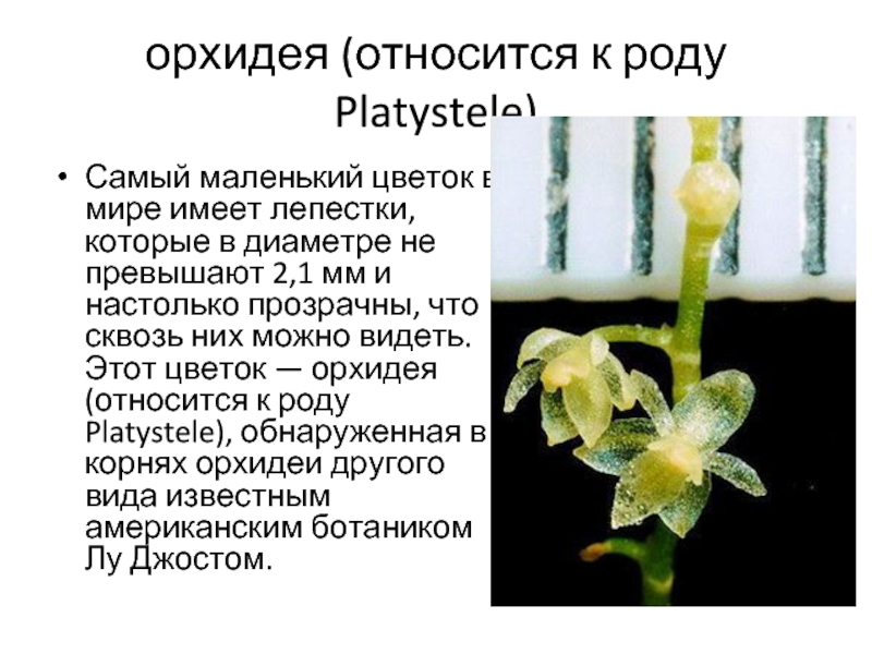 орхидея (относится к роду Platystele)Самый маленький цветок в мире имеет лепестки, которые в диаметре не превышают 2,1