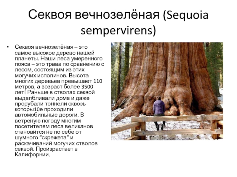 Секвоя вечнозелёная (Sequoia sempervirens)Секвоя вечнозелёная – это самое высокое дерево нашей планеты. Наши леса умеренного пояса –