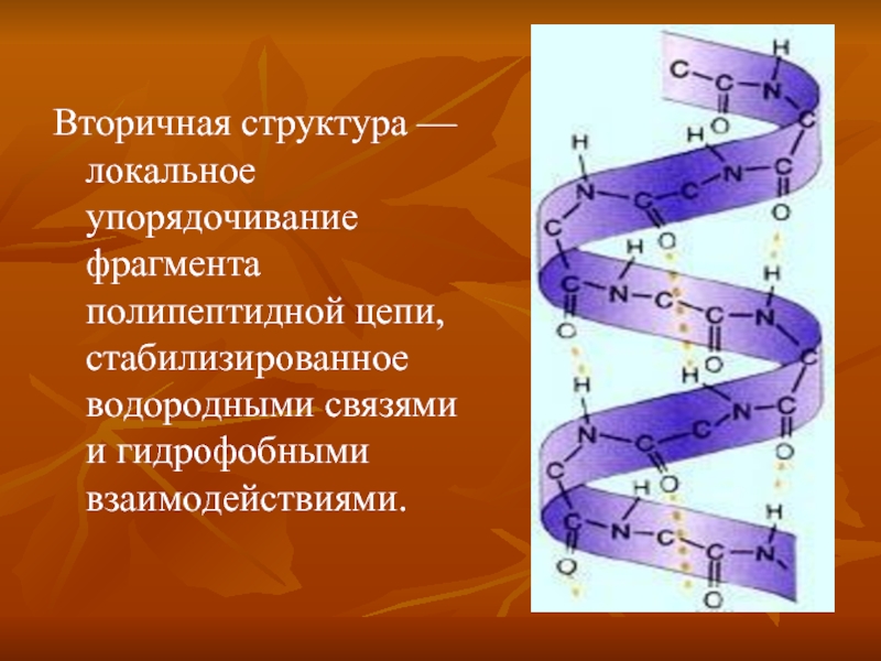 Вторичная структура — локальное упорядочивание фрагмента полипептидной цепи, стабилизированное водородными связями и гидрофобными взаимодействиями.