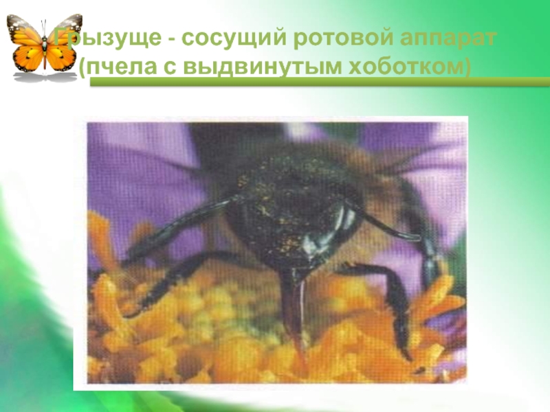 Грызуще - сосущий ротовой аппарат  (пчела с выдвинутым хоботком)