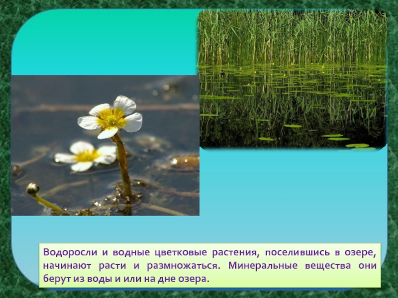 Почему водные цветковые растения. Водные цветковые растения. Водные цветковые растения примеры. Пример водных цветковых растений.. Цветковые высшие водные растения.