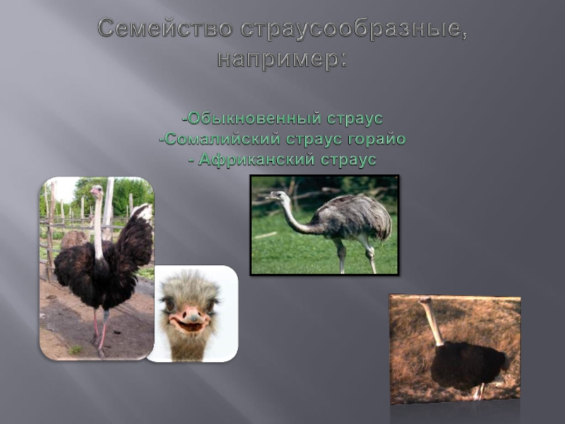 Семейство страусообразные, например:  -Обыкновенный страус -Сомалийский страус горайо - Африканский страус