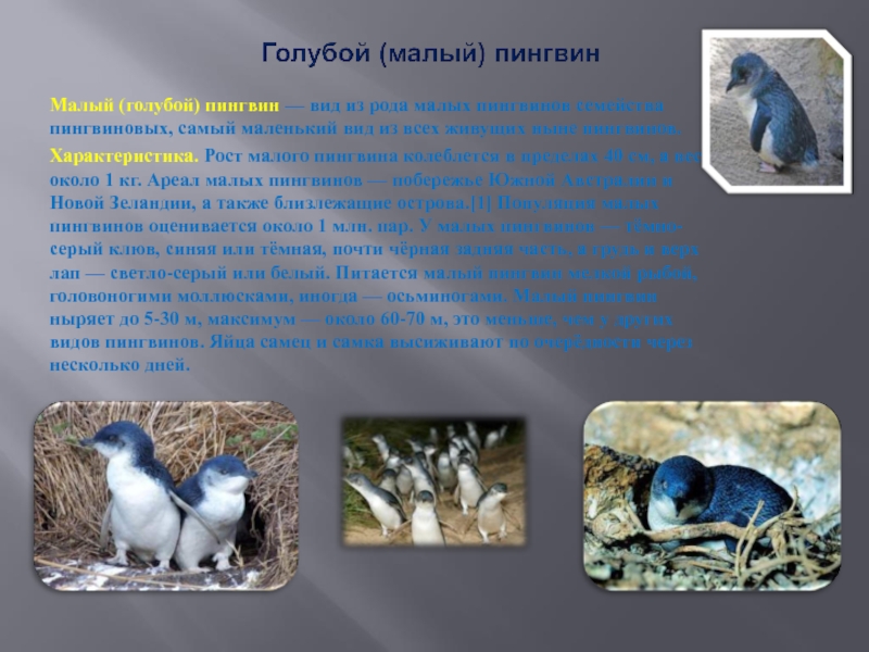 Голубой (малый) пингвинМалый (голубой) пингвин — вид из рода малых пингвинов семейства пингвиновых, самый маленький вид из