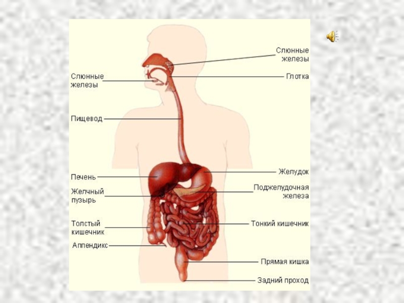 Перечислите органы пищеварительного канала и железы. Анатомическое строение пищеварительной системы человека. Пищеварение человека строение и функции органов пищеварения. Общий план строения пищеварительной системы человека анатомия. Рис 91 система органов пищеварения.