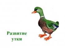 Развитие утки