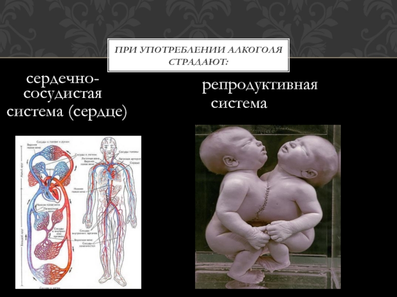 сердечно-сосудистая система (сердце)При употреблении алкоголя страдают:репродуктивная система