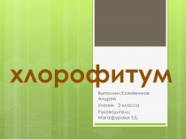 Хлорофитум