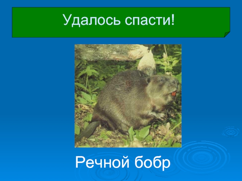 Как мне не удалось спасти мир. Презентация о бобре. Убей бобра Спаси дерево картинка.